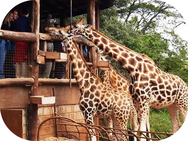 Nairobi - Langata Giraffe Sanctuary