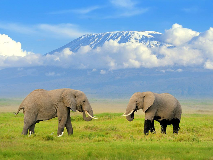 10 Days Safari to Kenya - With Amboseli 